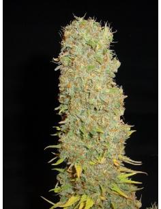 Soma Seeds Kahuna Reg.