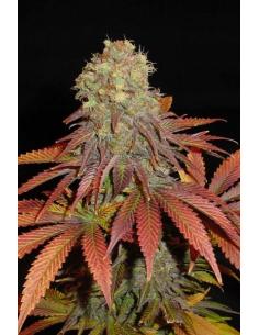 Soma Seeds Rock Bud Reg.