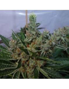 Soma Seeds White Willow Reg.