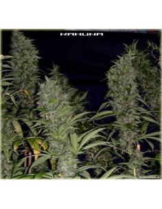 Soma Seeds Big Kahuna Reg.
