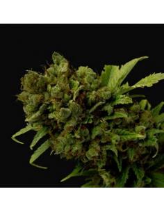 Soma Seeds Citralah Reg. - Imagen 1