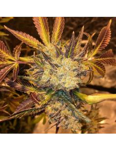 Soma Seeds G13 Haze N.Y.C....