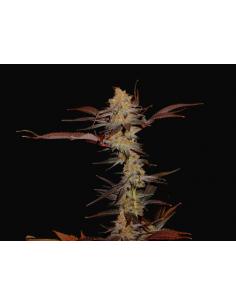 Soma Seeds G13 Haze...