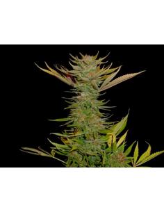 Soma Seeds G13 Haze...