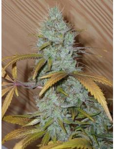 Soma Seeds G13 Haze Somango...