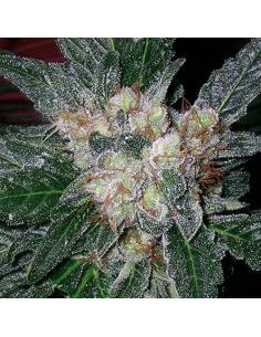 Soma Seeds G13 Haze...