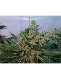 Soma Seeds G13 Haze White Willow Reg. - Imagen 1
