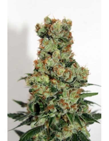 Ripper Seeds Ripper Badazz 12Und Reg. - Imagen 1