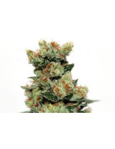 Ripper Seeds Fuel OG 12Und Reg. - Imagen 1