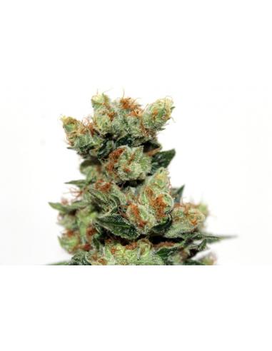 Ripper Seeds Fuel OG 12Und Reg. - Imagen 1