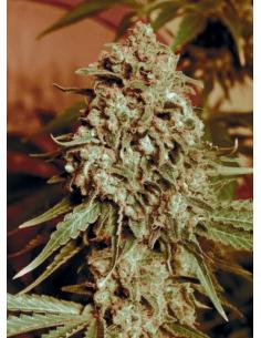Advanced Seeds Shark Widow...