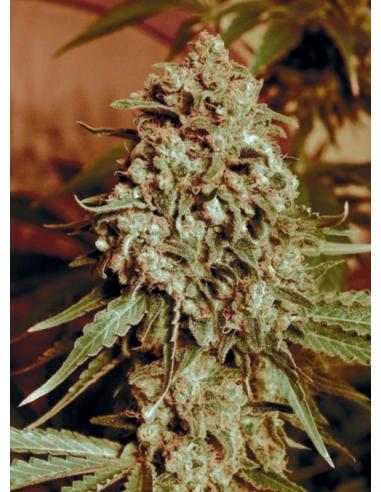 Advanced Seeds Shark Widow CBD Fem. - Imagen 1