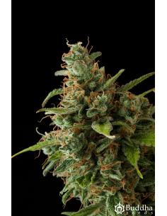 Buddha Seeds Medikit CBD