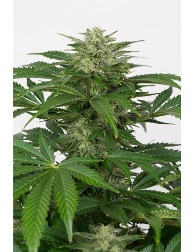 Dinafem Haze Auto CBD - Imagen 1