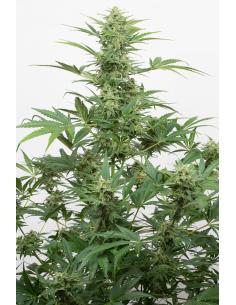 Dinafem Industrial Plant...