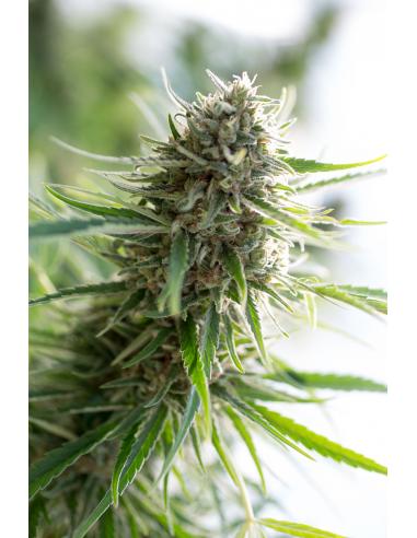 Dinafem Critical Mass CBD Fem - Imagen 1