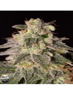 Dinafem Shark Shock CBD Fem