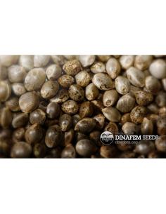 Dinafem Moby Dick CBD Fem.