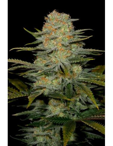 Dinafem Amnesia CBD Fem. - Imagen 1