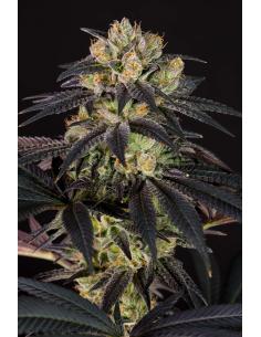 Dinafem Bubba Kush CBD Fem