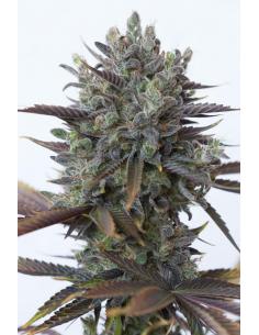 Dinafem Purple Orange CBD Fem.