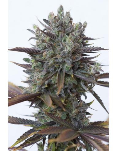 Dinafem Purple Orange CBD Fem. - Imagen 1