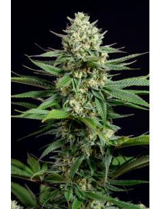 Dinafem OG Kush CBD Fem.