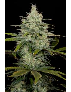 Dinafem Cheese CBD Fem.