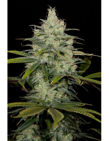 Dinafem Cheese CBD Fem. - Imagen 1