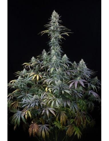 Dinafem Early Amnesia CBD Fem - Imagen 1