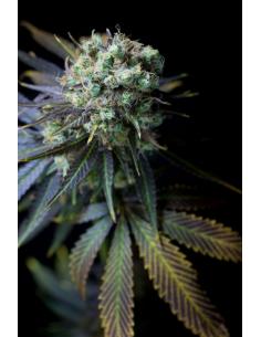 Dinafem Dinamed CBD Fem