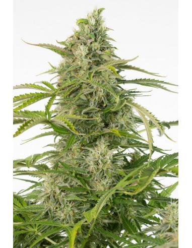 Dinafem Cheese Auto CBD - Imagen 1