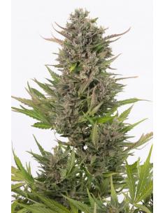 Dinafem Critical + Auto CBD