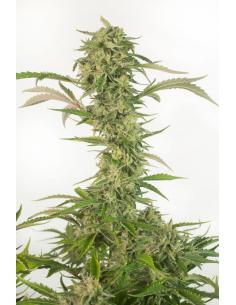 Dinafem OG Kush Auto CBD