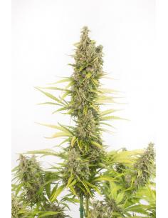 Dinafem Amnesia Auto CBD