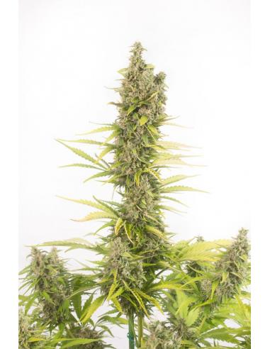 Dinafem Amnesia Auto CBD - Imagen 1