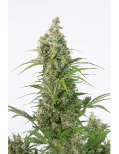 Dinafem White Widow Auto CBD