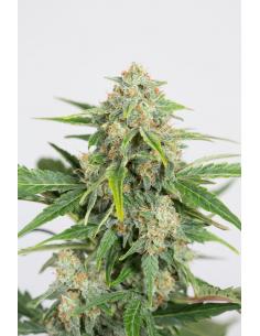 Dinafem Dinamed Auto CBD