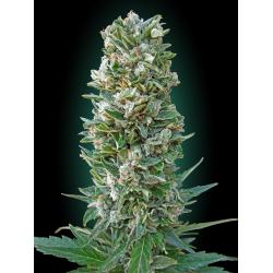 Advanced Seeds Automatic Collection Nº3 - Imagen 1