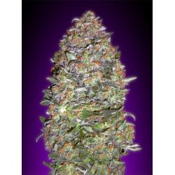 Advanced Seeds Automatic Collection Nº3 - Imagen 1 2