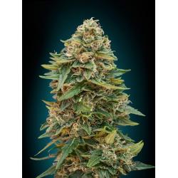 Advanced Seeds Automatic Collection Nº1 - Imagen 1 2