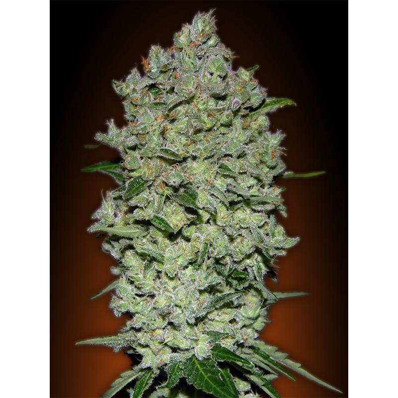 Advanced Seeds Auto Biodiesel Mass - Imagen 1