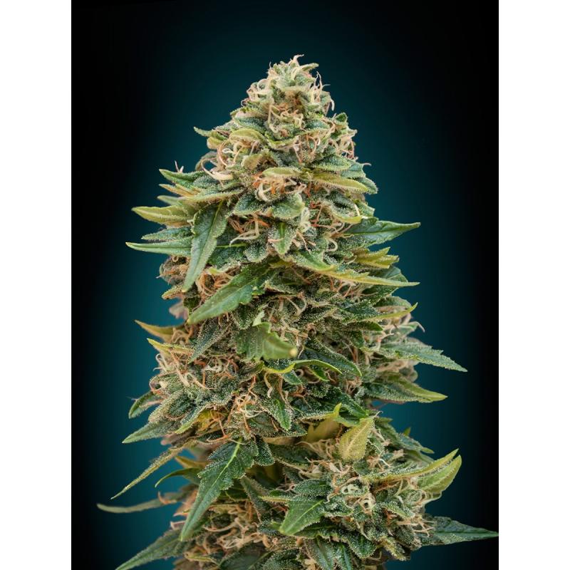 Advanced Seeds Auto Skunk 47 - Imagen 1