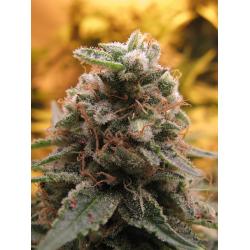 Advanced Seeds Auto Top 69