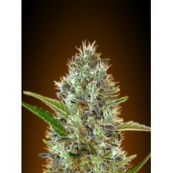 Advanced Seeds Auto Somango