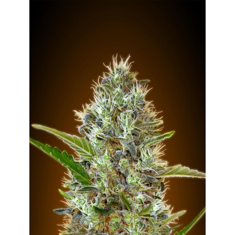 Advanced Seeds Auto Somango - Imagen 1