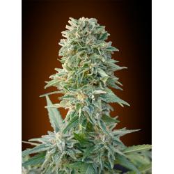 Advanced Seeds Auto Jack Herer