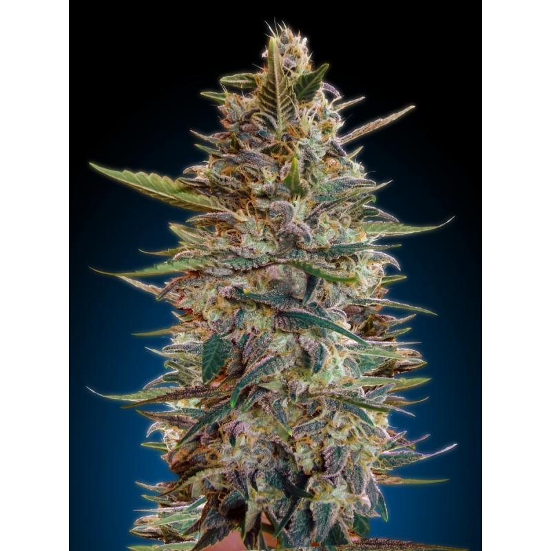 Advanced Seeds Auto Blue Diesel - Imagen 1