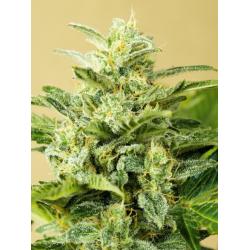 Advanced Seeds Auto Low Girl