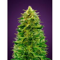 Advanced Seeds Auto Amnesia